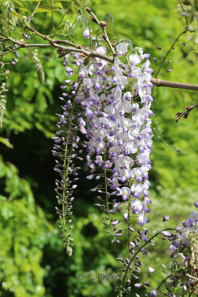 Wisteria ‘Lavender Lace’