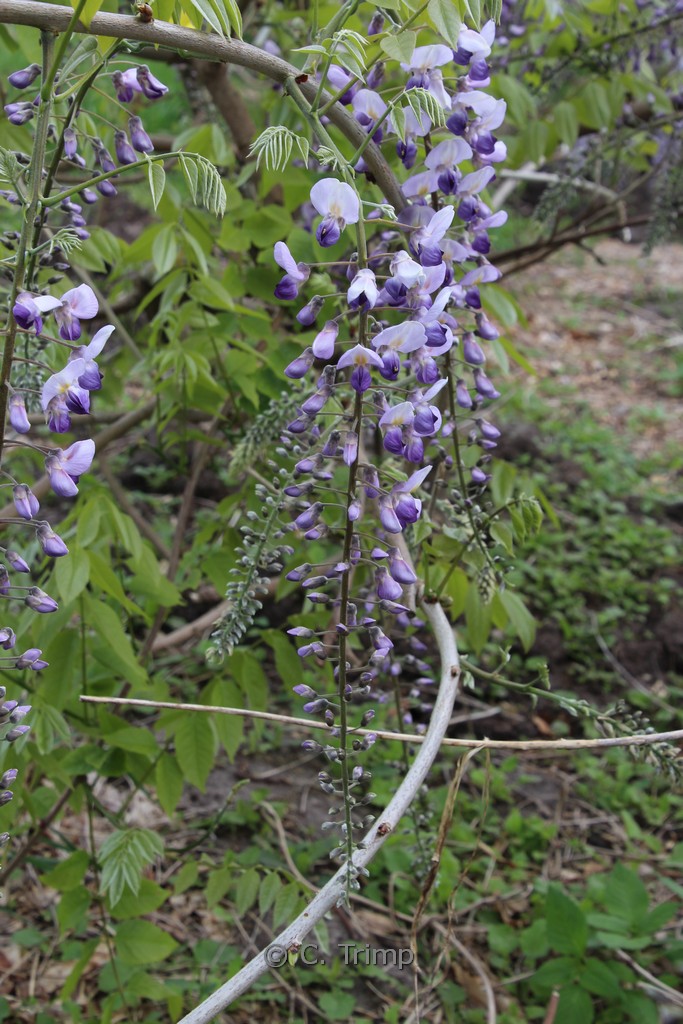 Wisteria floribunda ‘Burford’