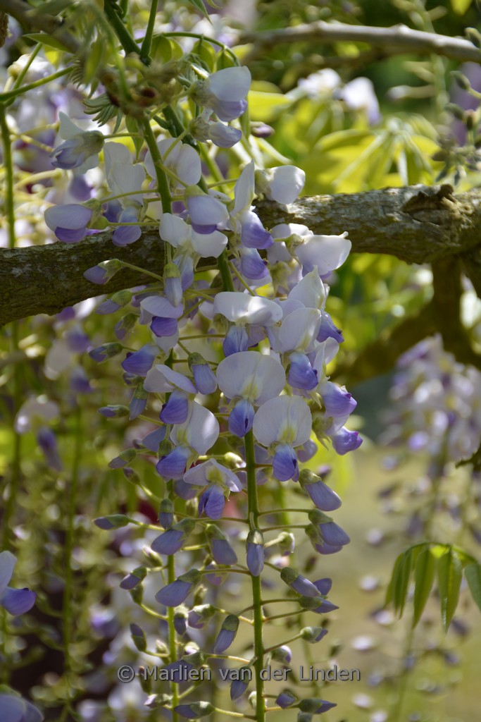 Wisteria floribunda ‘Ebicha’