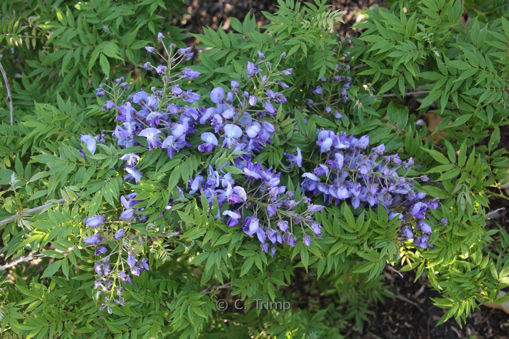 Wisteria floribunda ‘Hime’