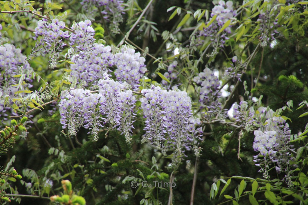 Wisteria floribunda ‘Issai-naga’ (Issai Perfect)