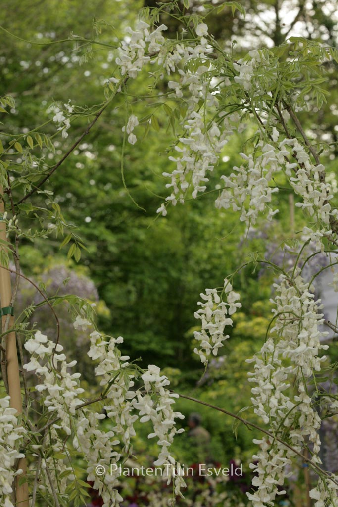 Wisteria sinensis ‘Alba’