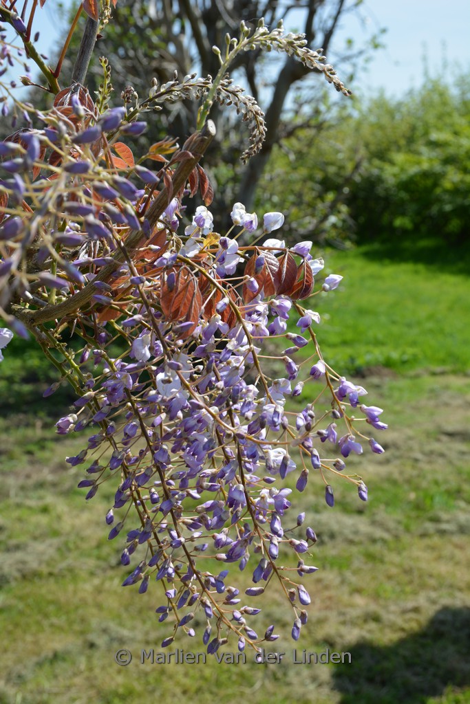 Wisteria sinensis ‘Rolvenden Bronze’