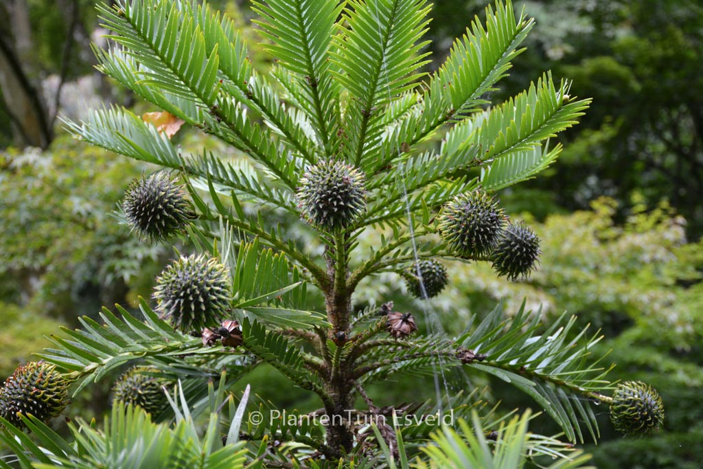 Wollemia nobilis