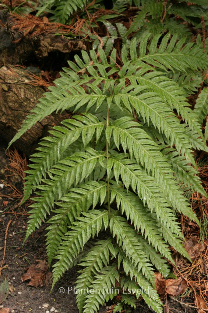 Woodwardia fimbriata
