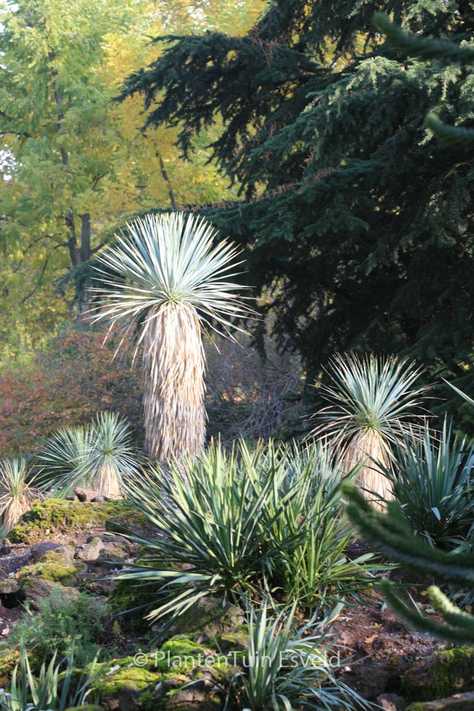 Yucca rostrata