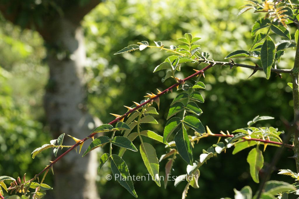 Zanthoxylum schinifolium