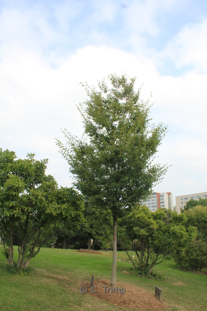 Zelkova serrata ‘Flekova’ (GREEN VASE)