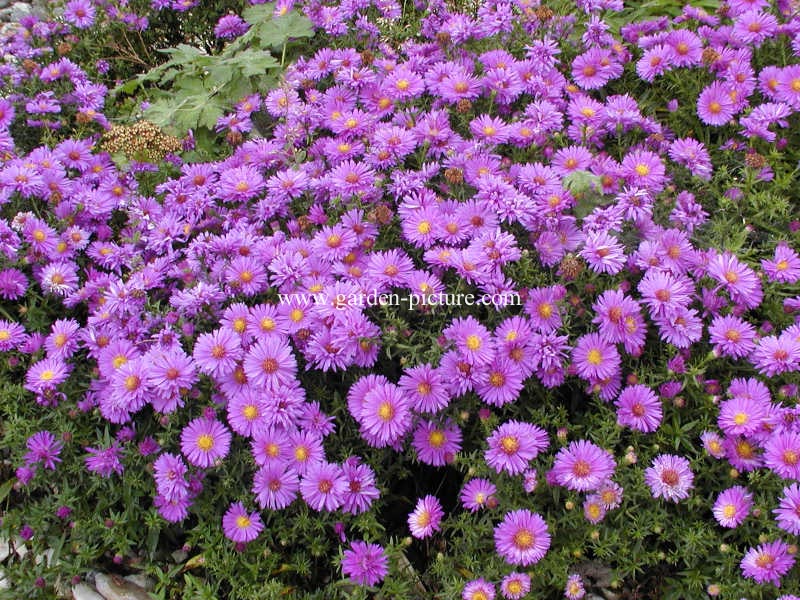 Pictures and description of Aster dumosus Augenweide - esveld.nl