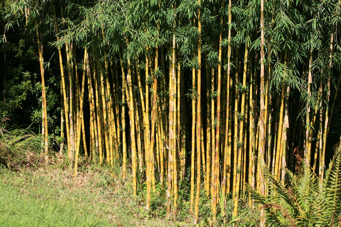 Pictures and description of Chusquea gigantea - www.esveld.nl