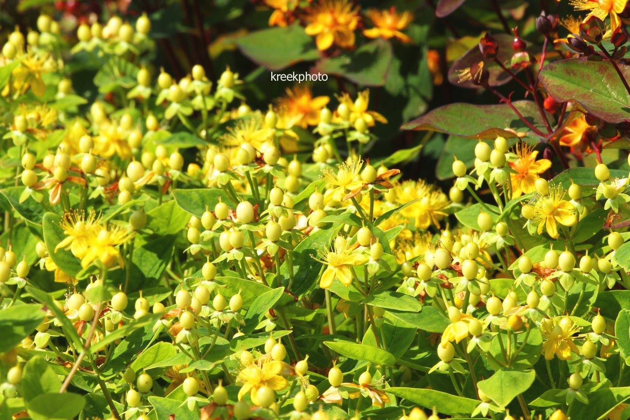 Hypericum magical midnight glow