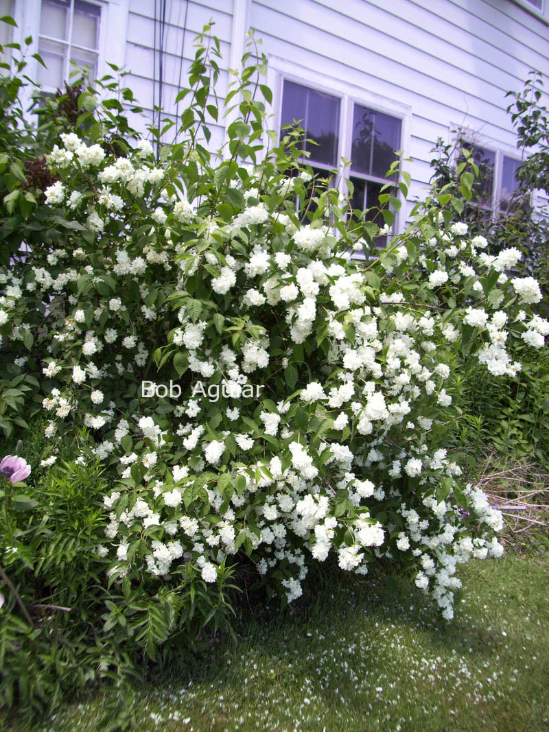 Bouquet blanc. Чубушник Bouquet Blanc. Чубушник Philadelphus. Чубушник Лемоней. Чубушник гибридный Bouquet Blanc.