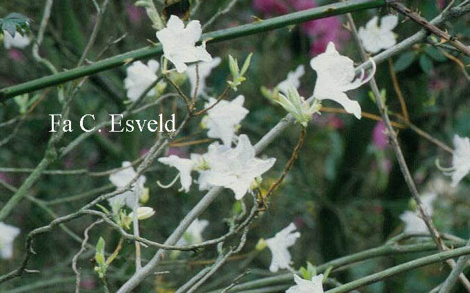 Rhododendron sanctum albiflorum