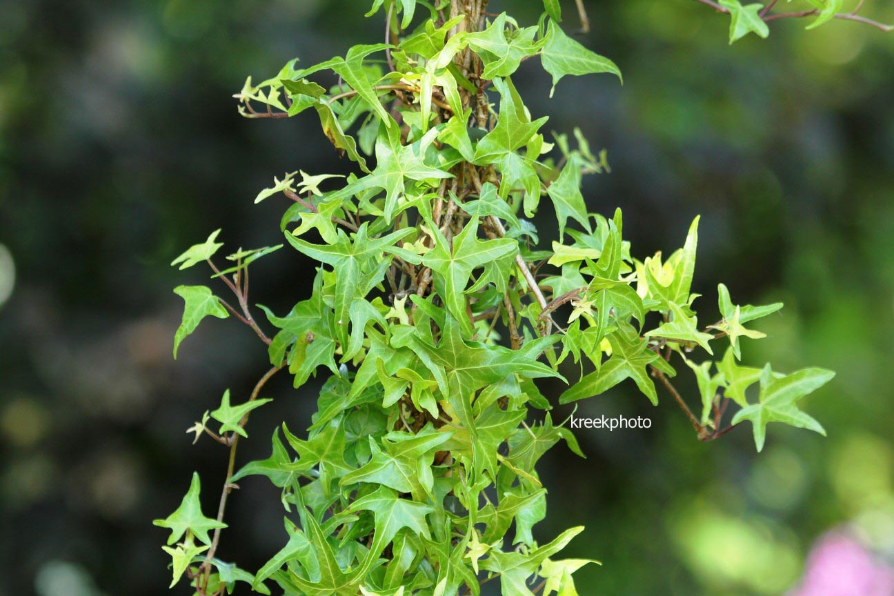 Hedera helix sagittaefolia фото