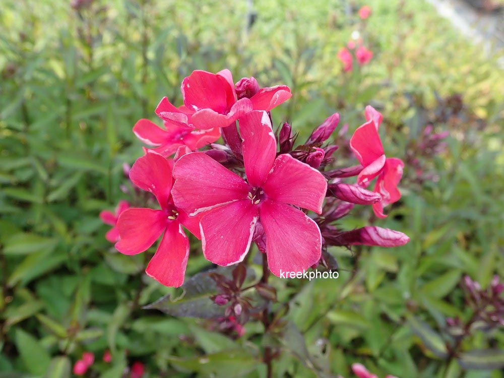 Флокс starfire фото