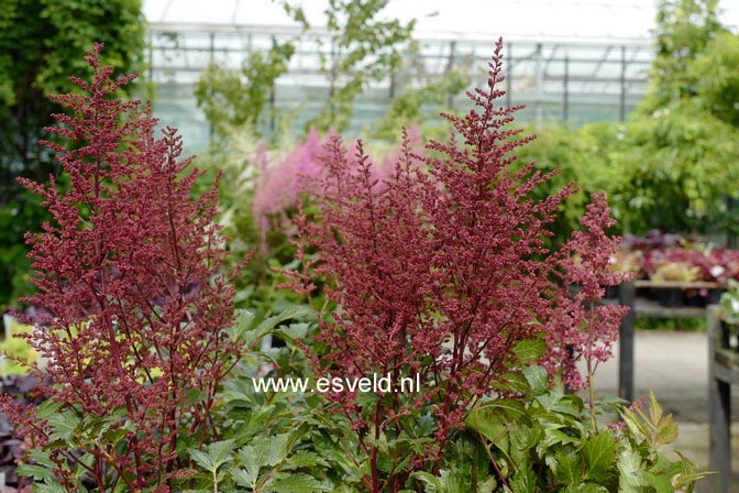 Afbeeldingen en beschrijving van Astilbe Red Sentinel - www.esveld.nl