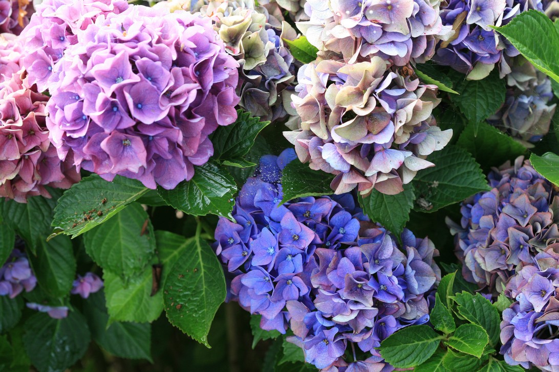 Pictures and description of Hydrangea macrophylla Early Blue - www ...