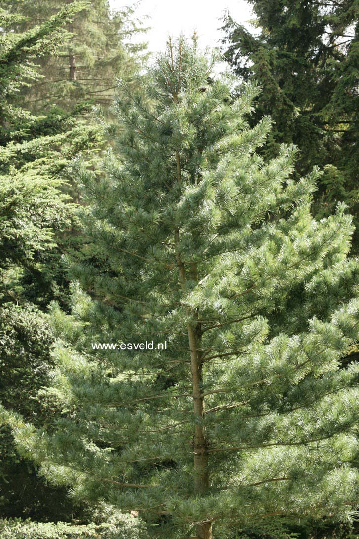 Pinus koraiensis silver lining описание