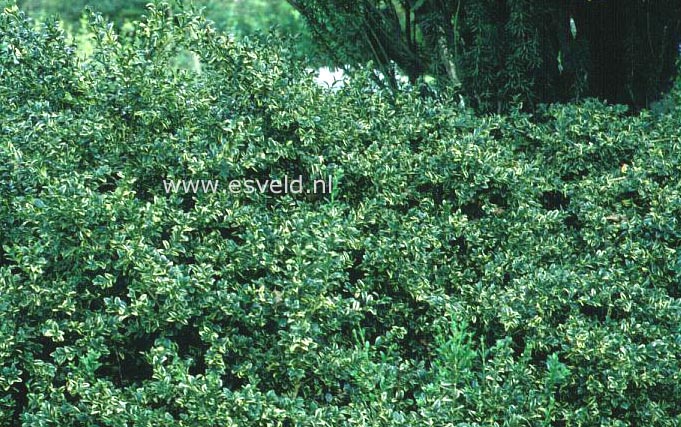 Buxus sempervirens 'Arborescens Variegata' (5053)