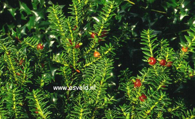 Podocarpus nivalis 'Kralingen'