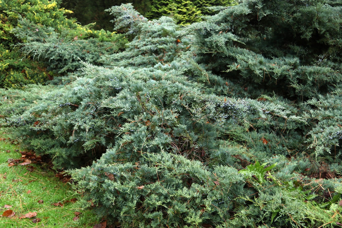 Pictures and description of Juniperus virginiana Grey Owl - www.esveld.nl