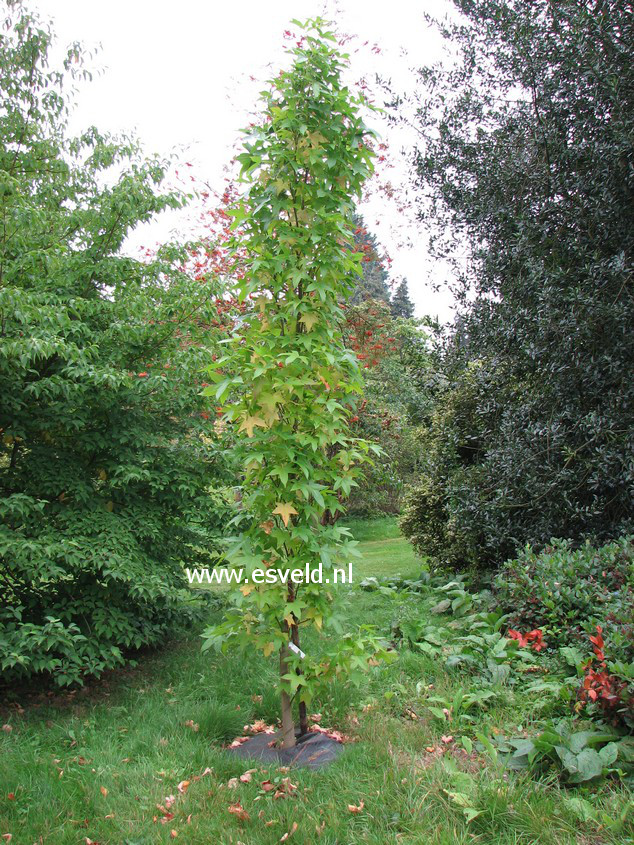 liquidambar styraciflua slender silhouette