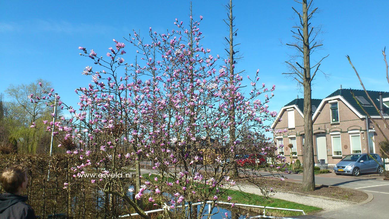 Magnolia Loebneri Mag S Pirouette Купить