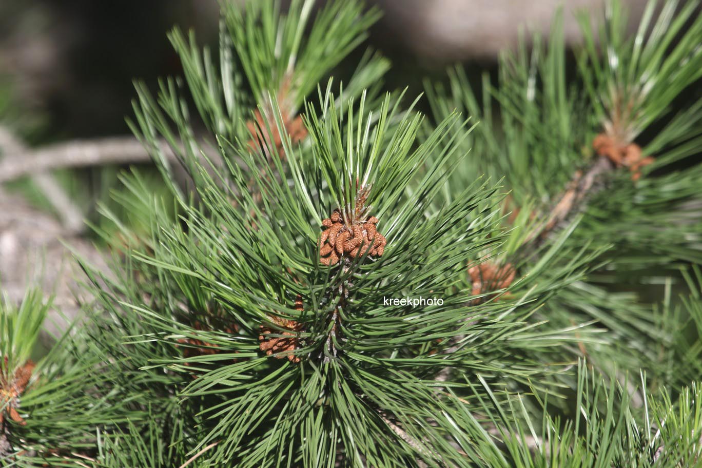 Pinus Nigra