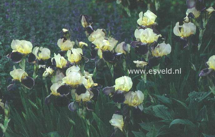 Iris germanica 'Salonique'