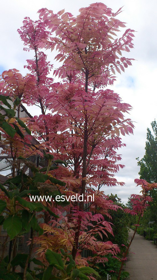 Pictures and description of Toona sinensis Flamingo - esveld.nl