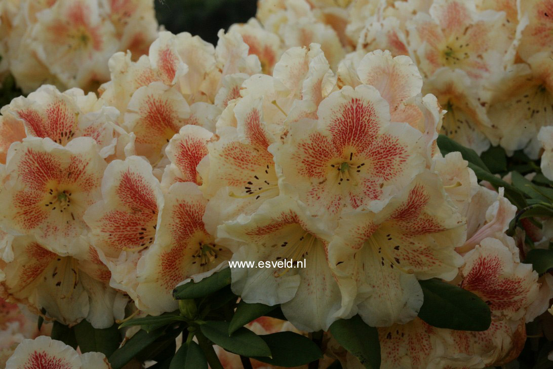 Rhododendron 'Paprika Spiced' (19797)