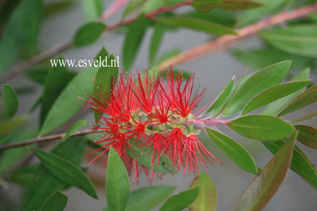 Callistemon rugulosus