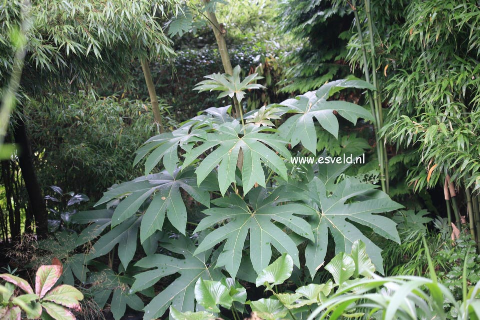 Tetrapanax papyrifera 'Steroidal Giant'