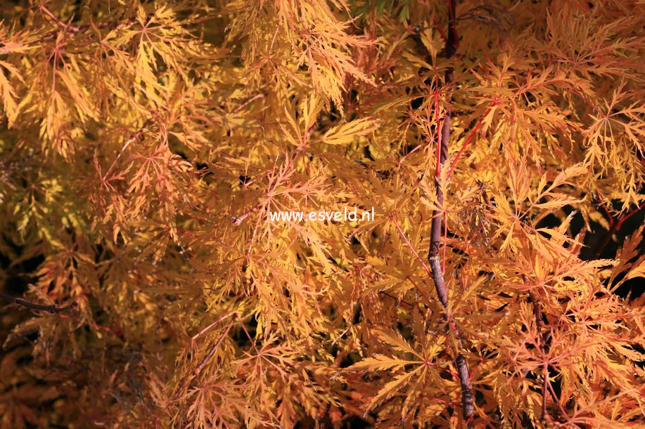 Acer palmatum 'Lemon Lime Lace' (24717)