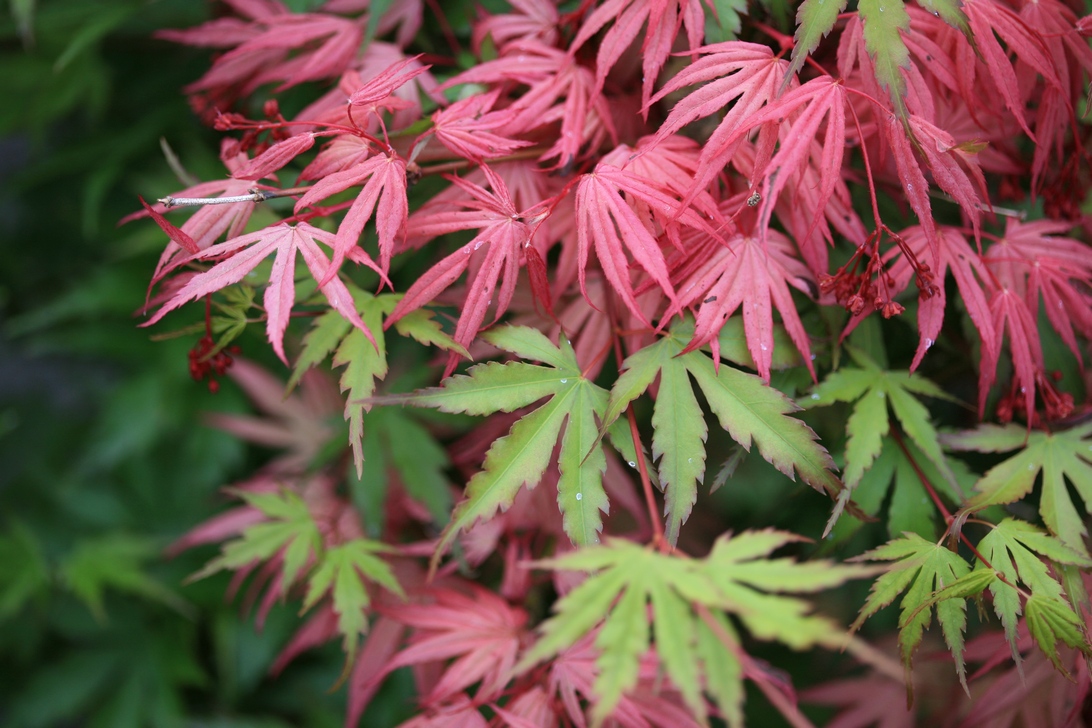 Picture and description of Acer palmatum 'Geisha'