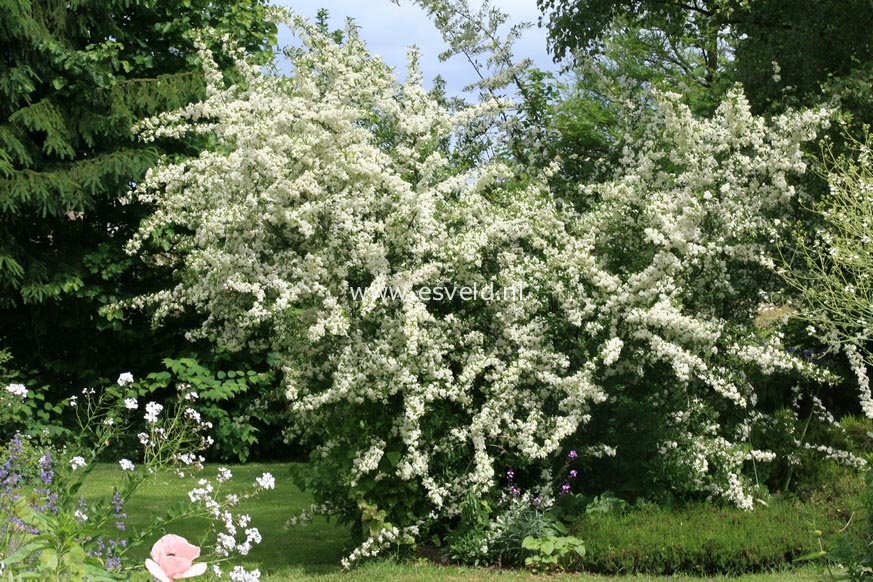 Picture and description of Pyracantha 'Soleil d'Or'