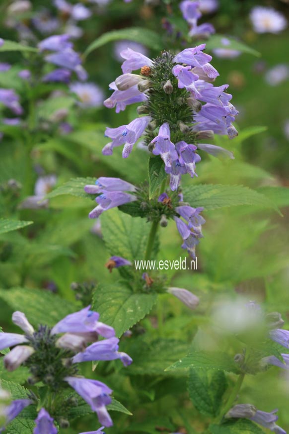 Nepeta subsessilis 'Cool Cat' (26749)