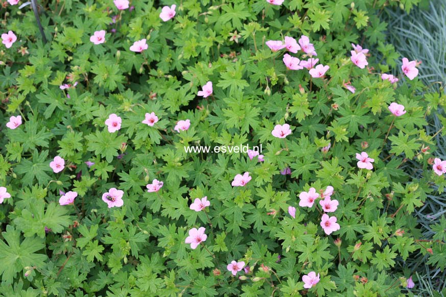 Geranium 'Light Dilys'