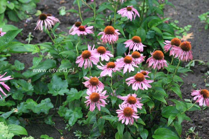 Echinacea purpurea 'Double-Decker'