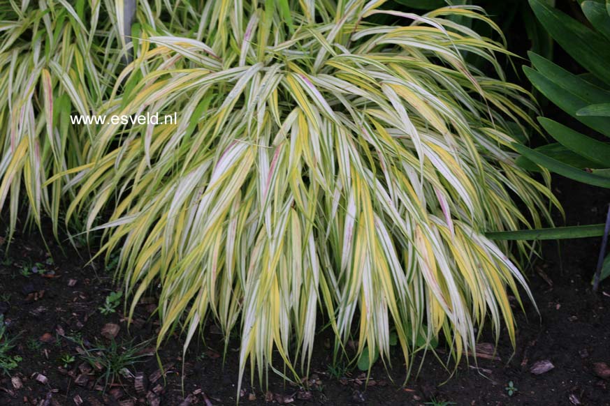 Hakonechloa macra 'Stripe It Rich'