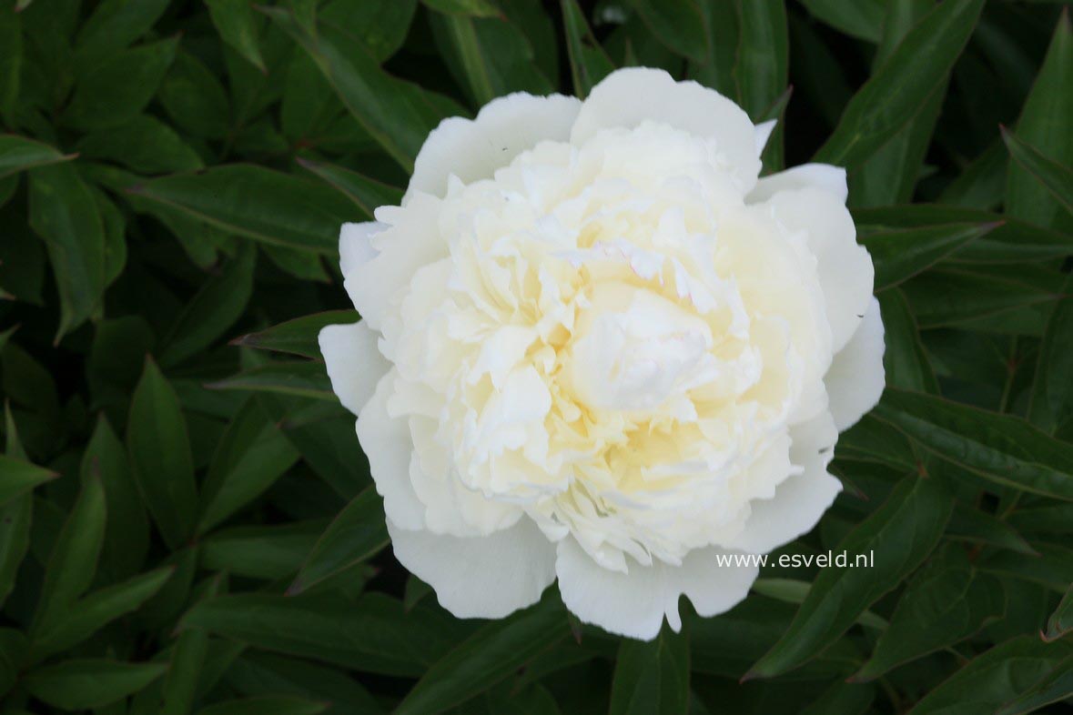 Paeonia 'Luxor'