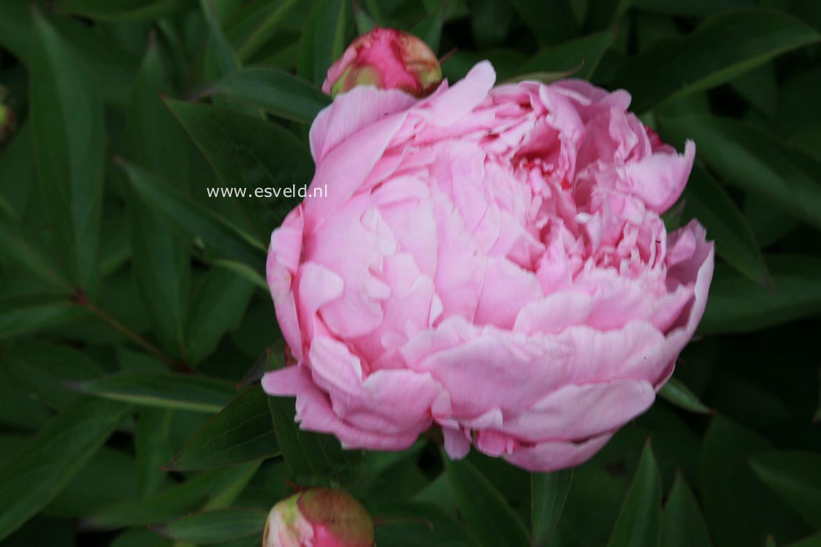 Paeonia 'Dolorodell'