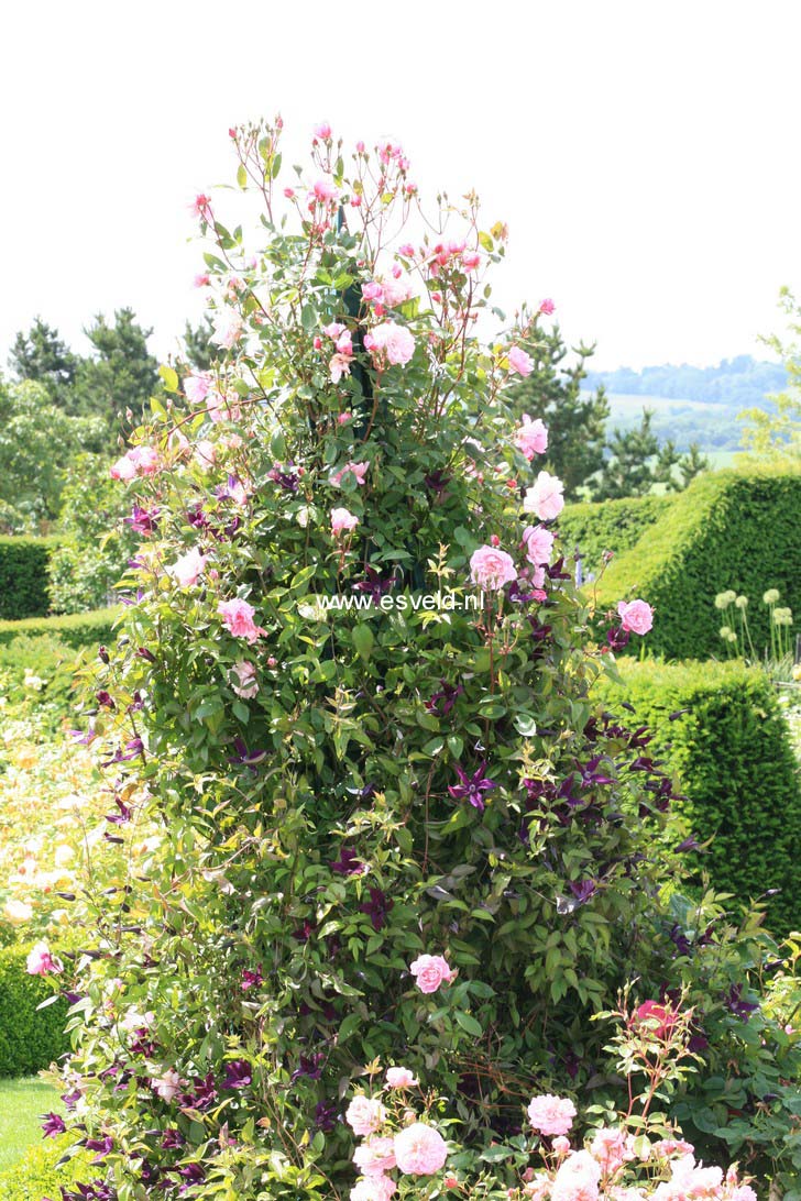 Picture and description of Rosa Ausorts (MORTIMER SACKLER)