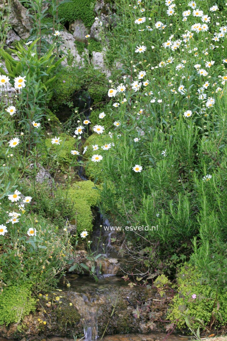 Leucanthemum vulgare 'Maikoenigin'