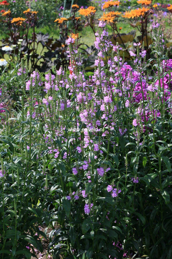 Picture And Description Of Physostegia Virginiana Pink Manners