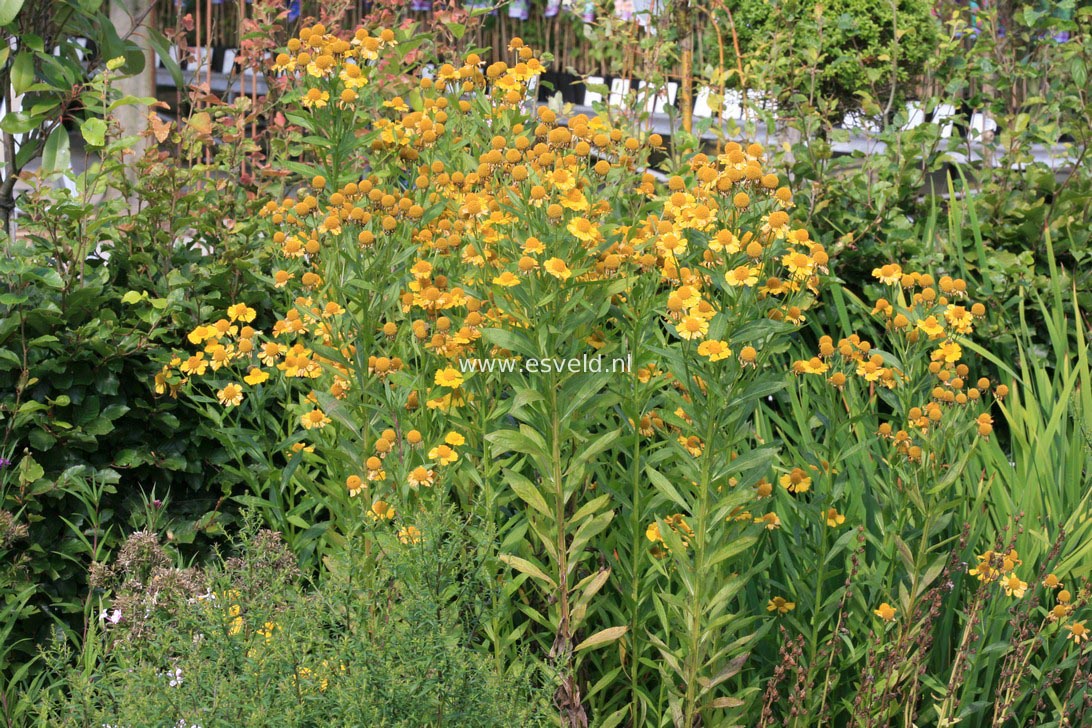 Helenium 'Helena'