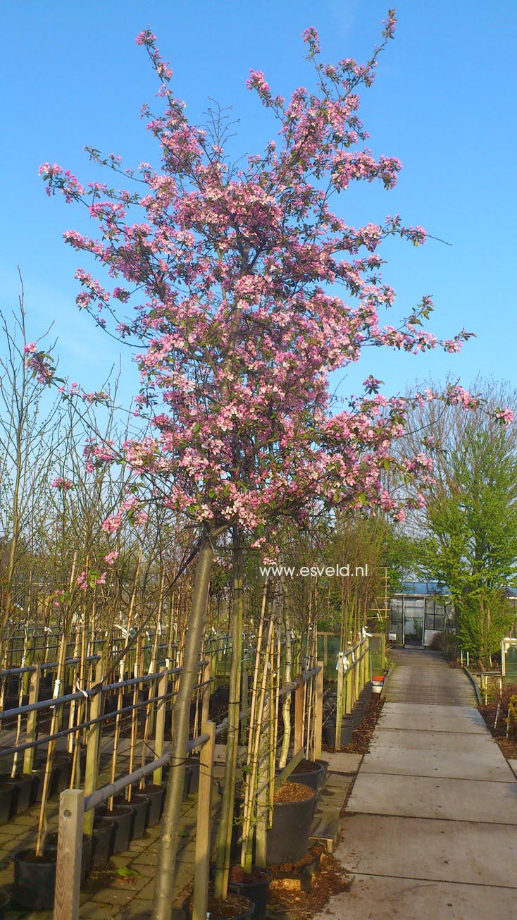 Malus micromalus