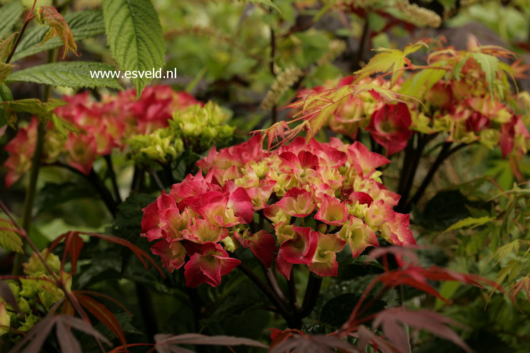 Hydrangea macrophylla 'Zaza' (BLACK STEEL) (38503)