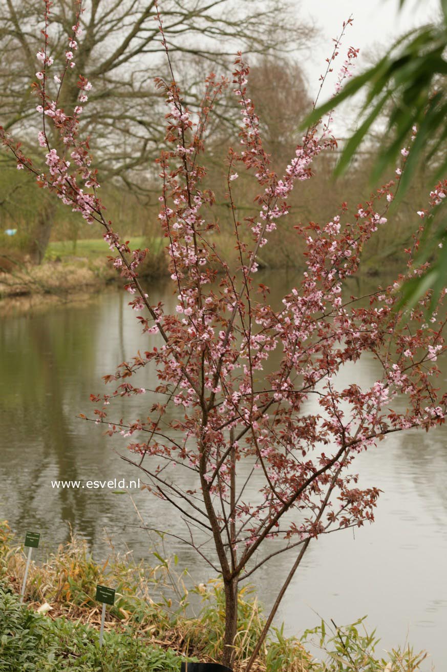 Prunus blireiana 'Moseri'