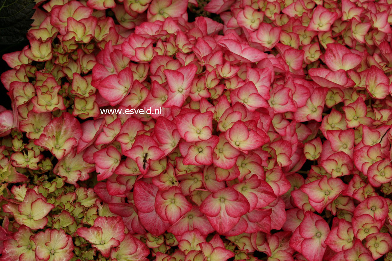 Picture and description of Hydrangea macrophylla 'Adula'